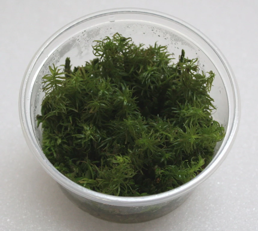 XL In-Vitro Rotala sp. Round Leaf XL In-Vitro Rotala Sp. Round Leaf -Wfw Wasserflora 397DZ 1 1