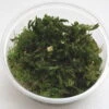 XL In-Vitro Rotala Sp. "Vietnam" -Wfw Wasserflora 398DZ 1 1