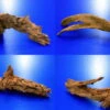 Mangroven-Wurzel Gr. M / 20 - 30 Cm Mangrovenholz 2 Mangroven-Wurzel Gr. M / 20 - 30 Cm Mangrovenholz -Wfw Wasserflora 400730wf 1 1