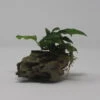 Drachenstein Gr. S Mit Zwergspeerblatt / Anubias Bart. Var. Nana Auf Künstlichem Comb Stone 1 Drachenstein Gr. S Mit Zwergspeerblatt / Anubias Bart. Var. Nana Auf Künstlichem Comb Stone -Wfw Wasserflora 40182 2wf 1 1