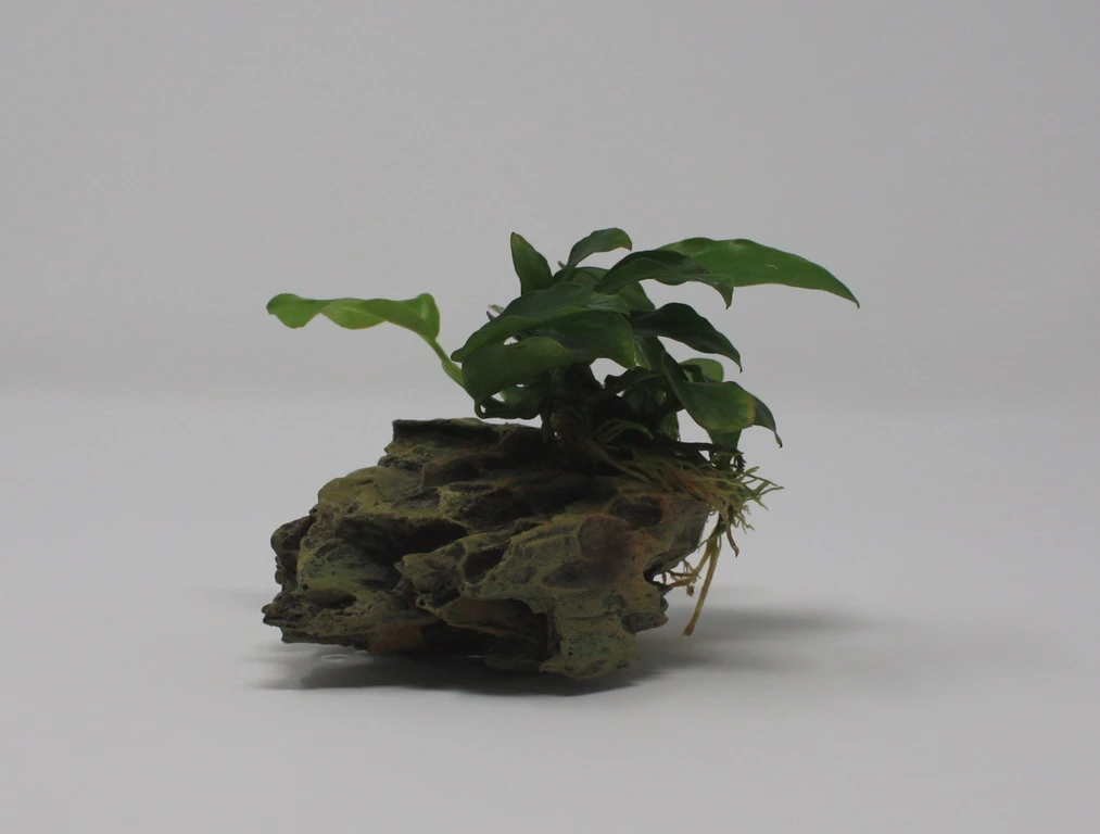 Drachenstein Gr. S mit Zwergspeerblatt / Anubias bart. var. nana auf künstlichem Comb Stone Drachenstein Gr. S Mit Zwergspeerblatt / Anubias Bart. Var. Nana Auf Künstlichem Comb Stone -Wfw Wasserflora 40182 2wf 1 1