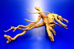 Moorwurzel/Moorkienholz, Gr. S Traumwurzel 20-30cm 6 Moorwurzel/Moorkienholz, Gr. S Traumwurzel 20-30cm -Wfw Wasserflora 4080070AD 1 10