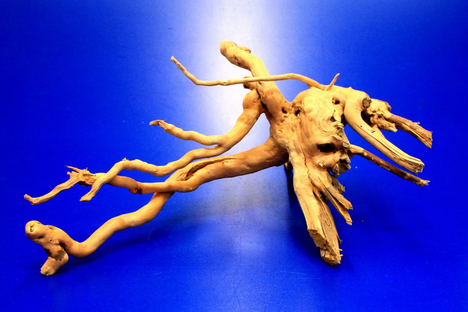 Moorwurzel/Moorkienholz, Gr. S Traumwurzel 20-30cm Moorwurzel/Moorkienholz, Gr. S Traumwurzel 20-30cm -Wfw Wasserflora 4080070AD 1 10