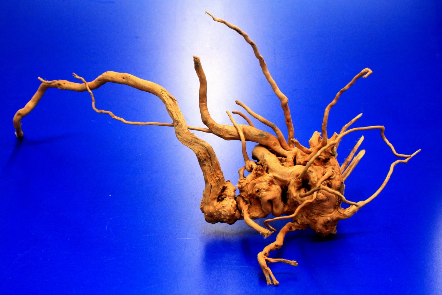 Moorwurzel/Moorkienholz, Gr. S Traumwurzel 20-30cm Moorwurzel/Moorkienholz, Gr. S Traumwurzel 20-30cm -Wfw Wasserflora 4080070AD 1 4