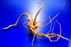 Moorwurzel/Moorkienholz, Gr. S Traumwurzel 20-30cm 4 Moorwurzel/Moorkienholz, Gr. S Traumwurzel 20-30cm -Wfw Wasserflora 4080070AD 1 6