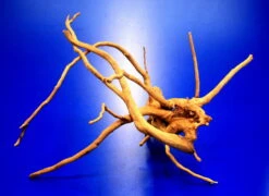 Moorwurzel/Moorkienholz, Gr. S Traumwurzel 20-30cm 5 Moorwurzel/Moorkienholz, Gr. S Traumwurzel 20-30cm -Wfw Wasserflora 4080070AD 1 8