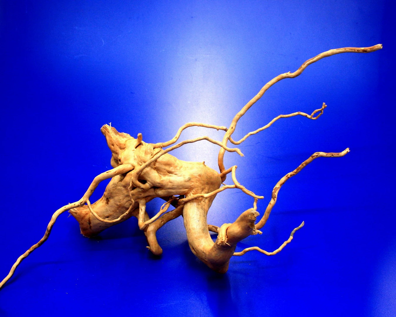 Moorwurzel/Moorkienholz, Gr. M Traumwurzel 30-40cm Moorwurzel/Moorkienholz, Gr. M Traumwurzel 30-40cm -Wfw Wasserflora 4080075AD 1 4