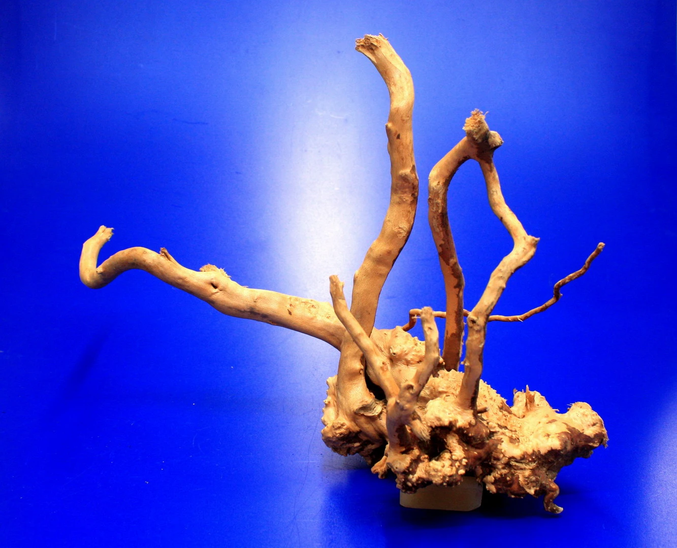 Moorwurzel/Moorkienholz, Gr. M Traumwurzel 30-40cm Moorwurzel/Moorkienholz, Gr. M Traumwurzel 30-40cm -Wfw Wasserflora 4080075AD 1 6