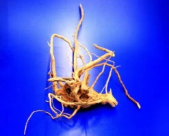 Moorwurzel/Moorkienholz, Gr. M Traumwurzel 30-40cm 5 Moorwurzel/Moorkienholz, Gr. M Traumwurzel 30-40cm -Wfw Wasserflora 4080075AD 1 8