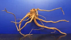 Moorwurzel/Moorkienholz, Gr. L Traumwurzel 40-50cm 4 Moorwurzel/Moorkienholz, Gr. L Traumwurzel 40-50cm -Wfw Wasserflora 4080080AD 1 4