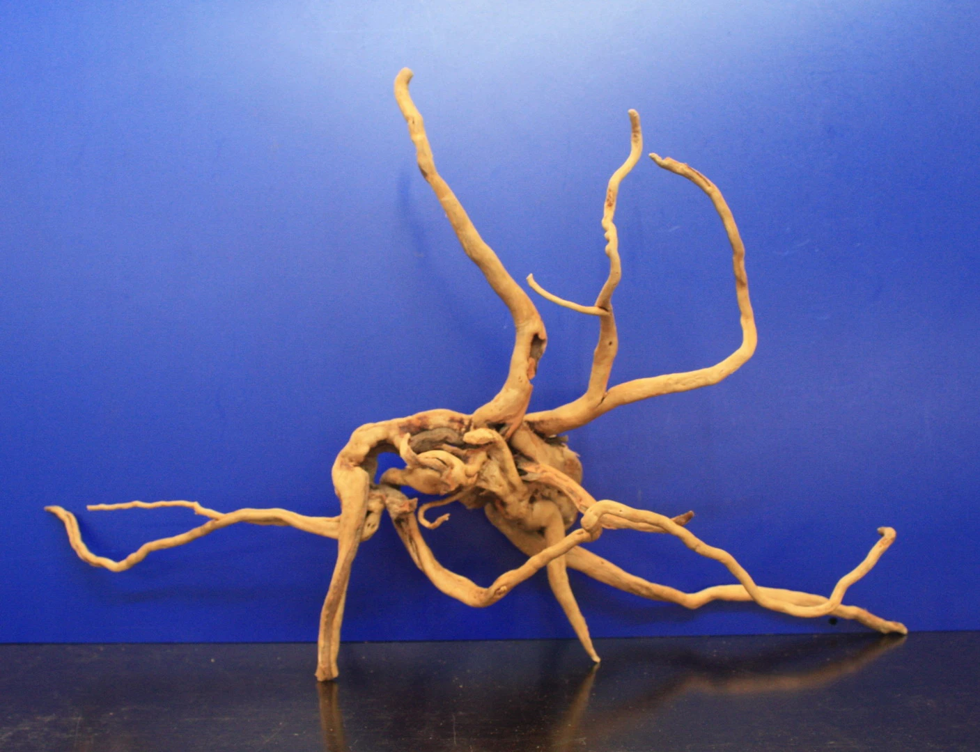 Moorwurzel/Moorkienholz, Gr. XL Traumwurzel 50-60cm Moorwurzel/Moorkienholz, Gr. XL Traumwurzel 50-60cm -Wfw Wasserflora 4080085AD 1 4