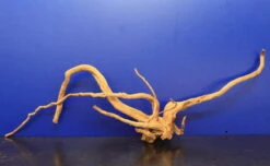 Moorwurzel/Moorkienholz, Gr. XL Traumwurzel 50-60cm 6 Moorwurzel/Moorkienholz, Gr. XL Traumwurzel 50-60cm -Wfw Wasserflora 4080085AD 1 8