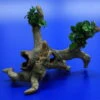 Bonsai Speerblatt-Urwaldbaum Mit Höhle / Regenwaldbaum Mit Anubias 'Petite' - 'Bonsai' 1 Bonsai Speerblatt-Urwaldbaum Mit Höhle / Regenwaldbaum Mit Anubias 'Petite' - 'Bonsai' -Wfw Wasserflora 41550 4wf 1 2