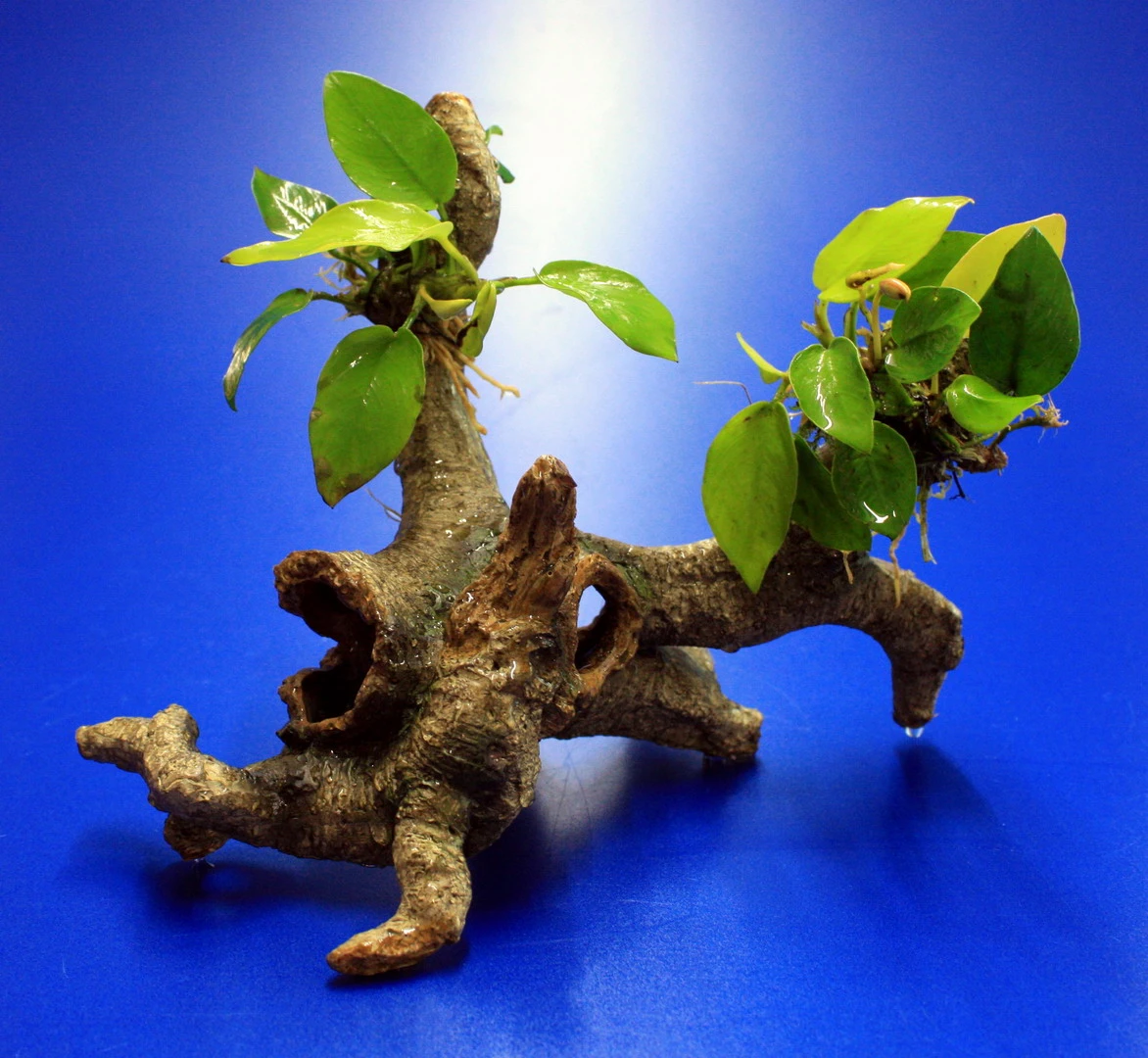 Goldenes Speerblatt-Urwaldbaum mit Höhle / Regenwaldbaum mit Anubia nana GOLD Goldenes Speerblatt-Urwaldbaum Mit Höhle / Regenwaldbaum Mit Anubia Nana GOLD -Wfw Wasserflora 41550 5wf 1 2