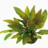 Bronzeblättriger Wasserkelch / Cryptocoryne Spec. Legroi 2 Bronzeblättriger Wasserkelch / Cryptocoryne Spec. Legroi -Wfw Wasserflora 416DE T 1 1