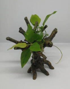 Goldenes Speerblatt-Bäumchen Mit Baumkrone / Urwaldbaum KLEIN Mit Anubia Nana GOLD-BLATT 3 Goldenes Speerblatt-Bäumchen Mit Baumkrone / Urwaldbaum KLEIN Mit Anubia Nana GOLD-BLATT -Wfw Wasserflora 426746 1wf 1 2