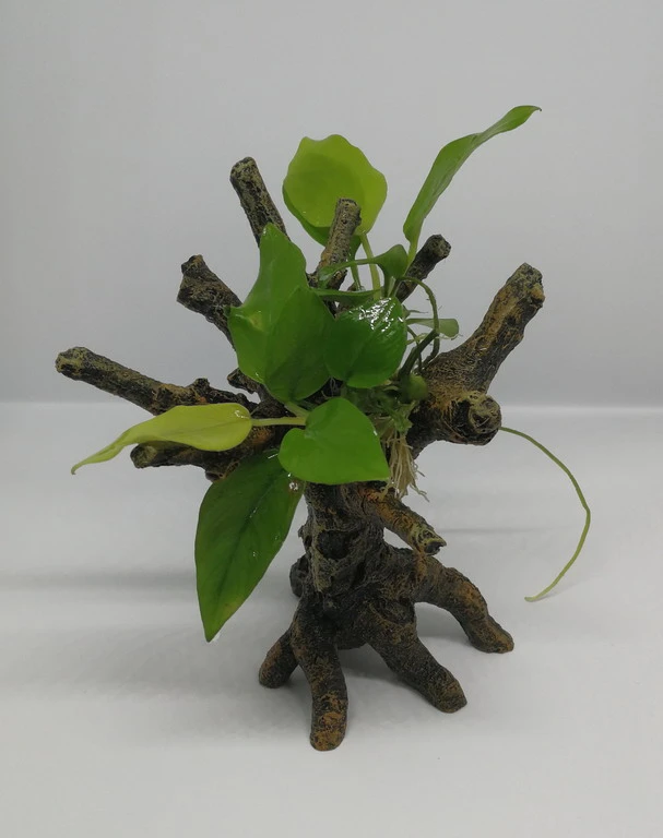 Goldenes Speerblatt-Bäumchen mit Baumkrone / Urwaldbaum KLEIN mit Anubia nana GOLD-BLATT Goldenes Speerblatt-Bäumchen Mit Baumkrone / Urwaldbaum KLEIN Mit Anubia Nana GOLD-BLATT -Wfw Wasserflora 426746 1wf 1 2