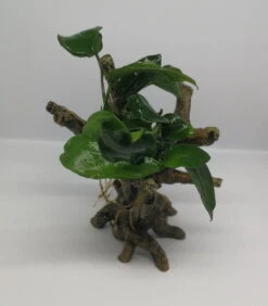 Speerblatt-Bäumchen Mit Baumkrone / Urwaldbaum KLEIN Mit Anubia Nana -Wfw Wasserflora 426746 2wf 1 2