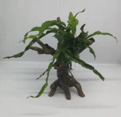 Nano Javafarn-Bäumchen Mit Baumkrone / Urwaldbaum KLEIN Mit Micr. Short Narrow Leaf