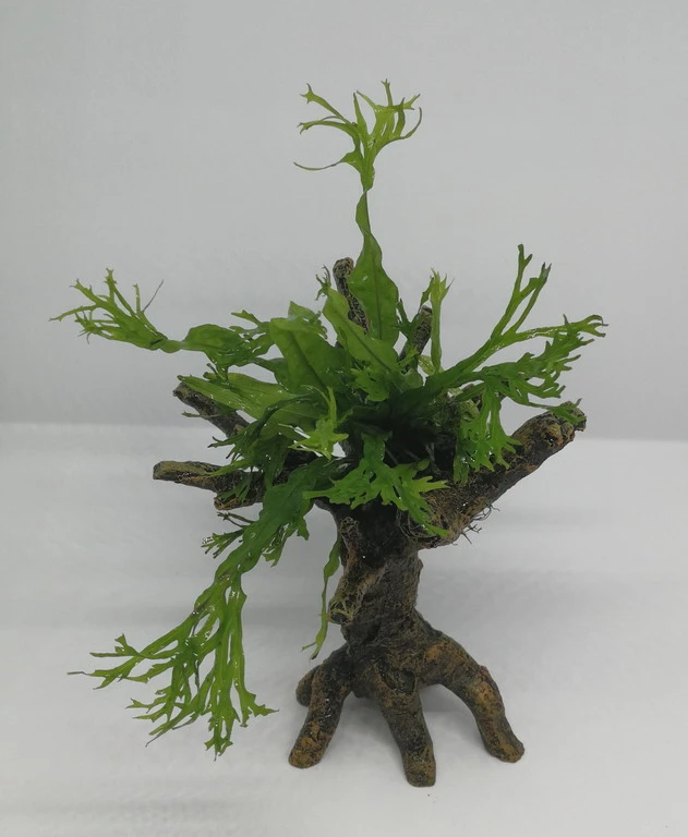 Windelov Javafarn-Bäumchen mit Baumkrone / Urwaldbaum KLEIN mit Micr. Windelov Windelov Javafarn-Bäumchen Mit Baumkrone / Urwaldbaum KLEIN Mit Micr. Windelov -Wfw Wasserflora 426746 4wf 1 1