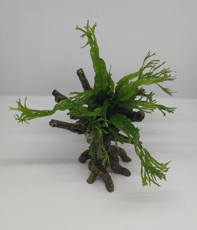 Windelov Javafarn-Bäumchen mit Baumkrone / Urwaldbaum KLEIN mit Micr. Windelov Windelov Javafarn-Bäumchen Mit Baumkrone / Urwaldbaum KLEIN Mit Micr. Windelov -Wfw Wasserflora 426746 4wf 1 2