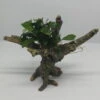 Pangolino Speerblatt-Bäumchen Mit Baumkrone / Urwaldbaum NANO Mit Anubias Pangolino 1 Pangolino Speerblatt-Bäumchen Mit Baumkrone / Urwaldbaum NANO Mit Anubias Pangolino -Wfw Wasserflora 426753 1wf 1 1