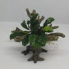 Bucephalandra -Bäumchen Mit Baumkrone / Urwaldbaum NANO Mit Bucephalandra -Wfw Wasserflora 426753 2wf 1 1