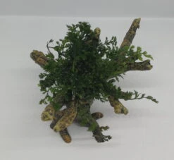 Mini Bolbitis-Bäumchen Mit Baumkrone / Urwaldbaum NANO Mit Bolbitis (heteroclita) Difformis 3 Mini Bolbitis-Bäumchen Mit Baumkrone / Urwaldbaum NANO Mit Bolbitis (heteroclita) Difformis -Wfw Wasserflora 426753 3wf 1 2