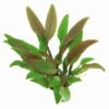 Gelber Wasserkelch / Cryptocoryne Walkeri "lutea" -Wfw Wasserflora 435DE T 1
