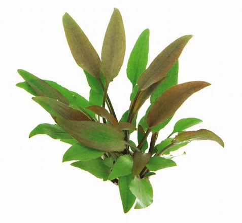 Gelber Wasserkelch / Cryptocoryne walkeri "lutea" Gelber Wasserkelch / Cryptocoryne Walkeri "lutea" -Wfw Wasserflora 435DE T 1