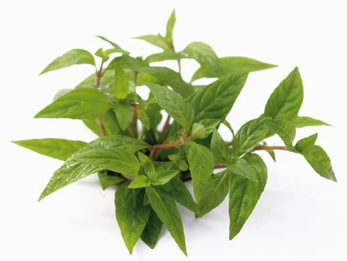 XL In-Vitro Staurogyne spec. 'Porto Velho' XL In-Vitro Staurogyne Spec. 'Porto Velho' -Wfw Wasserflora 442DZ 1