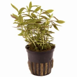 Tannenwedelähnlicher Sumpffreund / Limnophila Hippuridoides 3 Tannenwedelähnlicher Sumpffreund / Limnophila Hippuridoides -Wfw Wasserflora 47C T 1 2