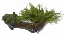 XL-Wurzel + 2 Saugnäpfe Mit Javafarn Windelov Und Anubias Nana