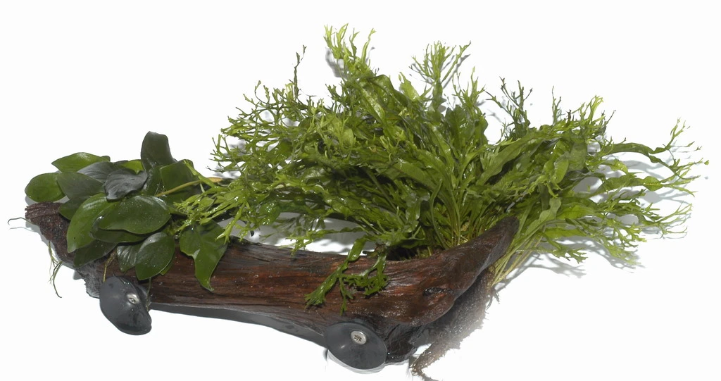 XL-Wurzel + 2 Saugnäpfe mit Javafarn Windelov und Anubias nana XL-Wurzel + 2 Saugnäpfe Mit Javafarn Windelov Und Anubias Nana -Wfw Wasserflora 500OWX T 1 2