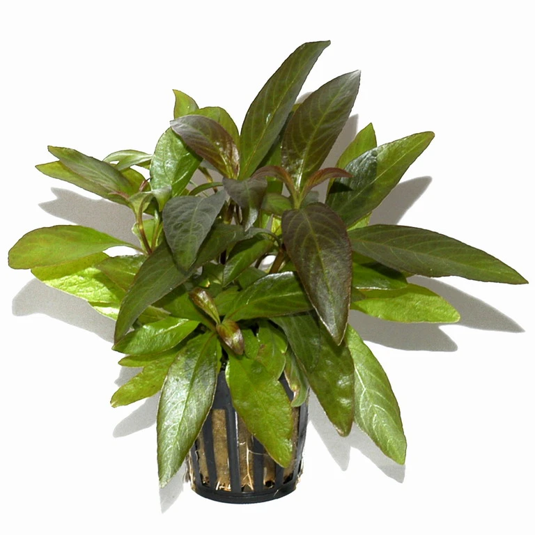 Thailändischer Wasserfreund / Hygrophila corymbosa 'Siamensis' im Topf Thailändischer Wasserfreund / Hygrophila Corymbosa 'Siamensis' Im Topf -Wfw Wasserflora 53A T 1 4