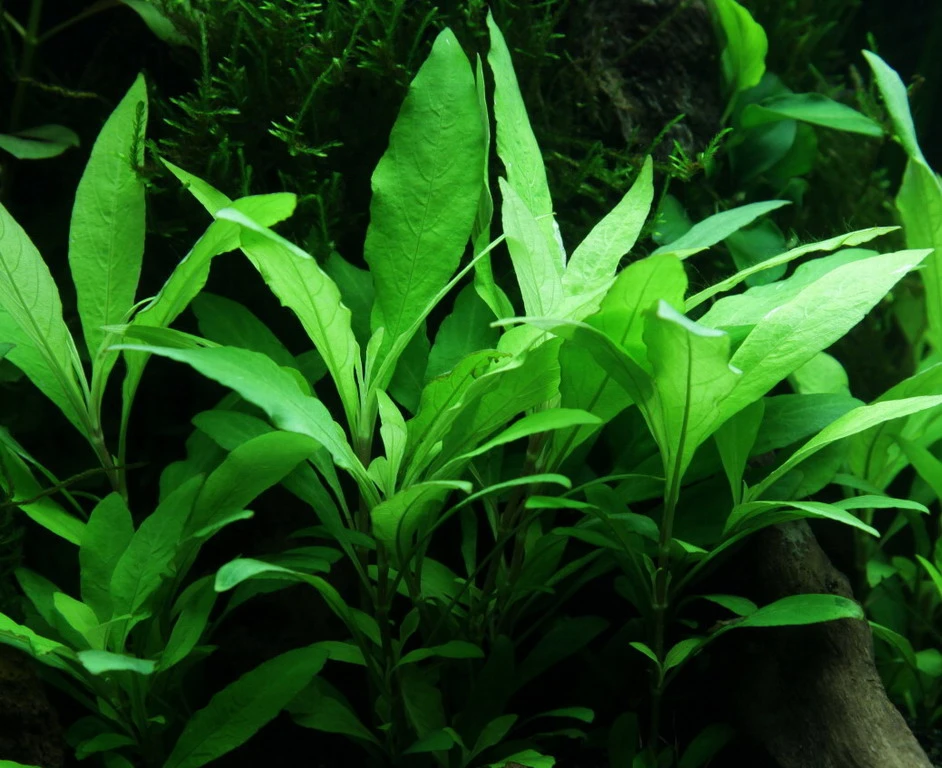 Schmalblättriger Wasserfreund / Hygrophila corymbosa 'Siamensis 53B' im Topf Schmalblättriger Wasserfreund / Hygrophila Corymbosa 'Siamensis 53B' Im Topf -Wfw Wasserflora 53B T 1 2