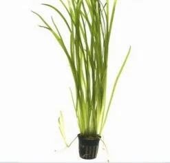 Marmorierte Wasserschraube / Vallisneria Spiralis 'Tiger' Im Topf -Wfw Wasserflora 55A T 1 3