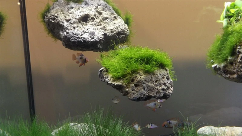 Schwebende Steine Größe: M / Floating Stone 18-24cm Schwebende Steine Größe: M / Floating Stone 18-24cm -Wfw Wasserflora 59270HS 1 2 2