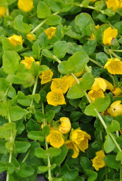 Pfennig-Gilbweiderich - Münzkraut / Lysimachia nummularia im 9x9 cm Topf Pfennig-Gilbweiderich - Münzkraut / Lysimachia Nummularia Im 9x9 Cm Topf -Wfw Wasserflora 630Wo 1 1