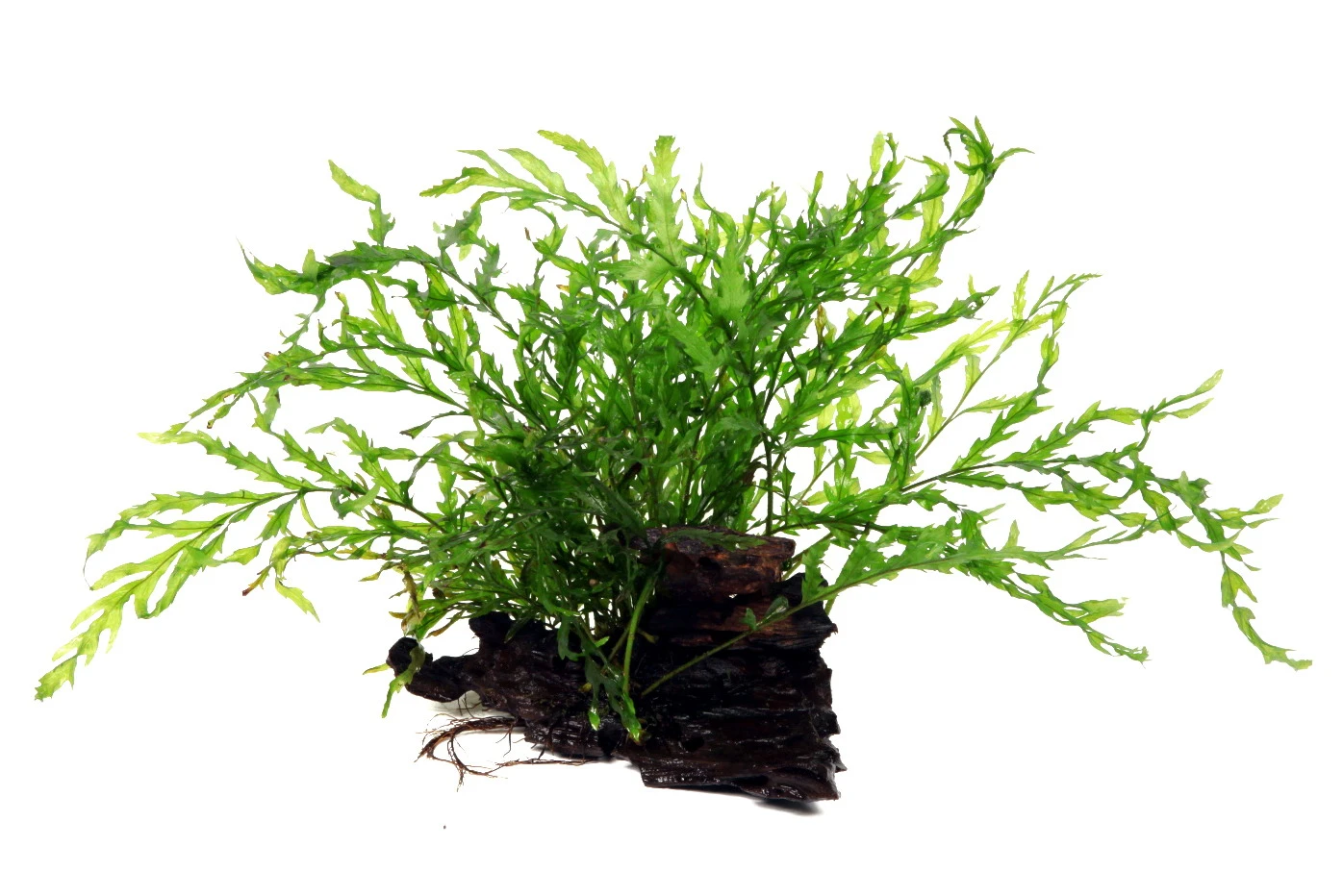 Kongo Wasserfarn auf Wurzel / Bolbitis heudelotii auf einer Wurzel Kongo Wasserfarn Auf Wurzel / Bolbitis Heudelotii Auf Einer Wurzel -Wfw Wasserflora 6YWS T 1 1