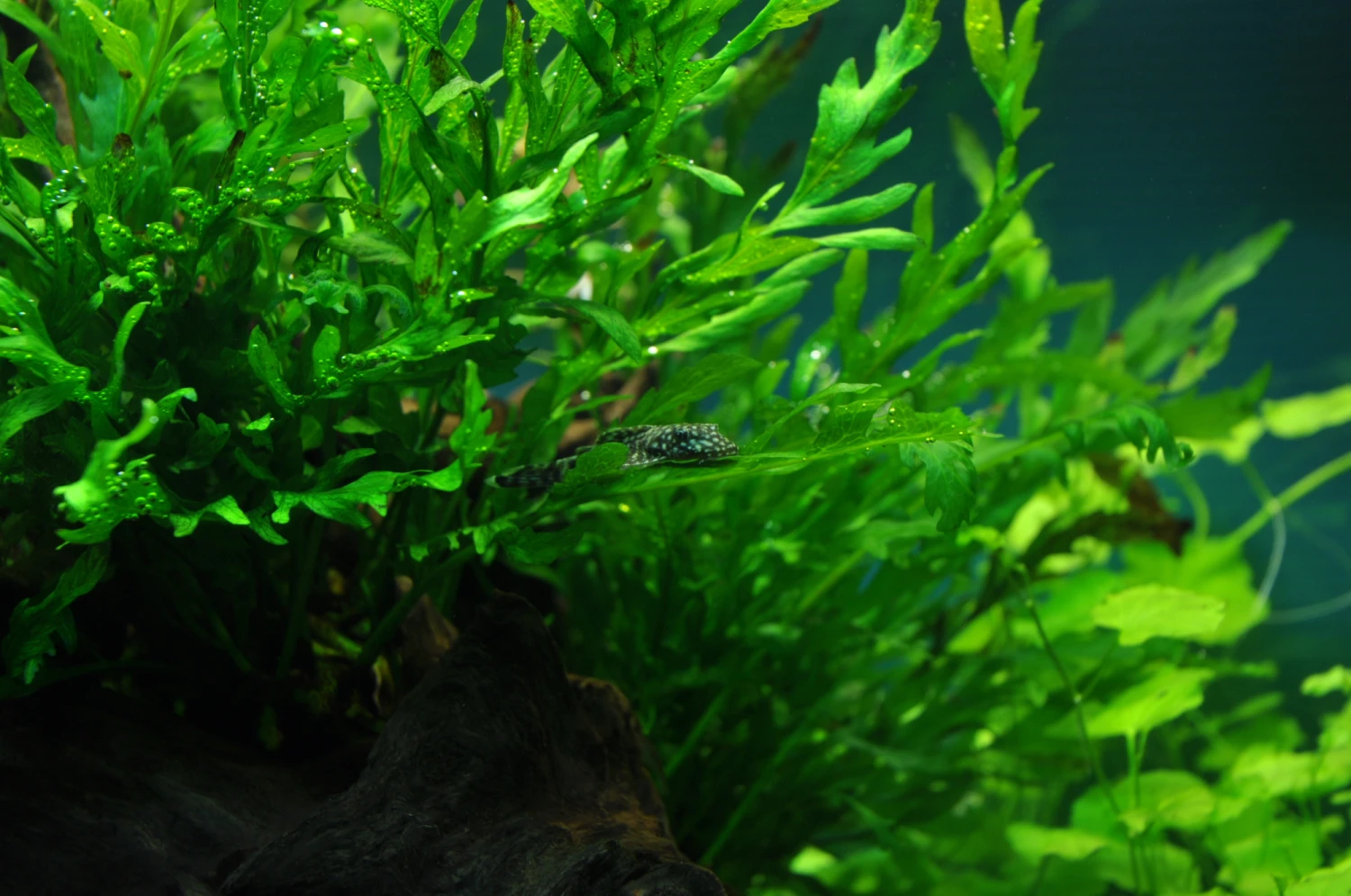 Kongo Wasserfarn auf Wurzel / Bolbitis heudelotii auf einer Wurzel Kongo Wasserfarn Auf Wurzel / Bolbitis Heudelotii Auf Einer Wurzel -Wfw Wasserflora 6YWS T 1 2