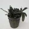 Bucephalandra Spec. ´Deep Purple´ Im Topf ***RARITÄT*** -Wfw Wasserflora 76SG 1 1