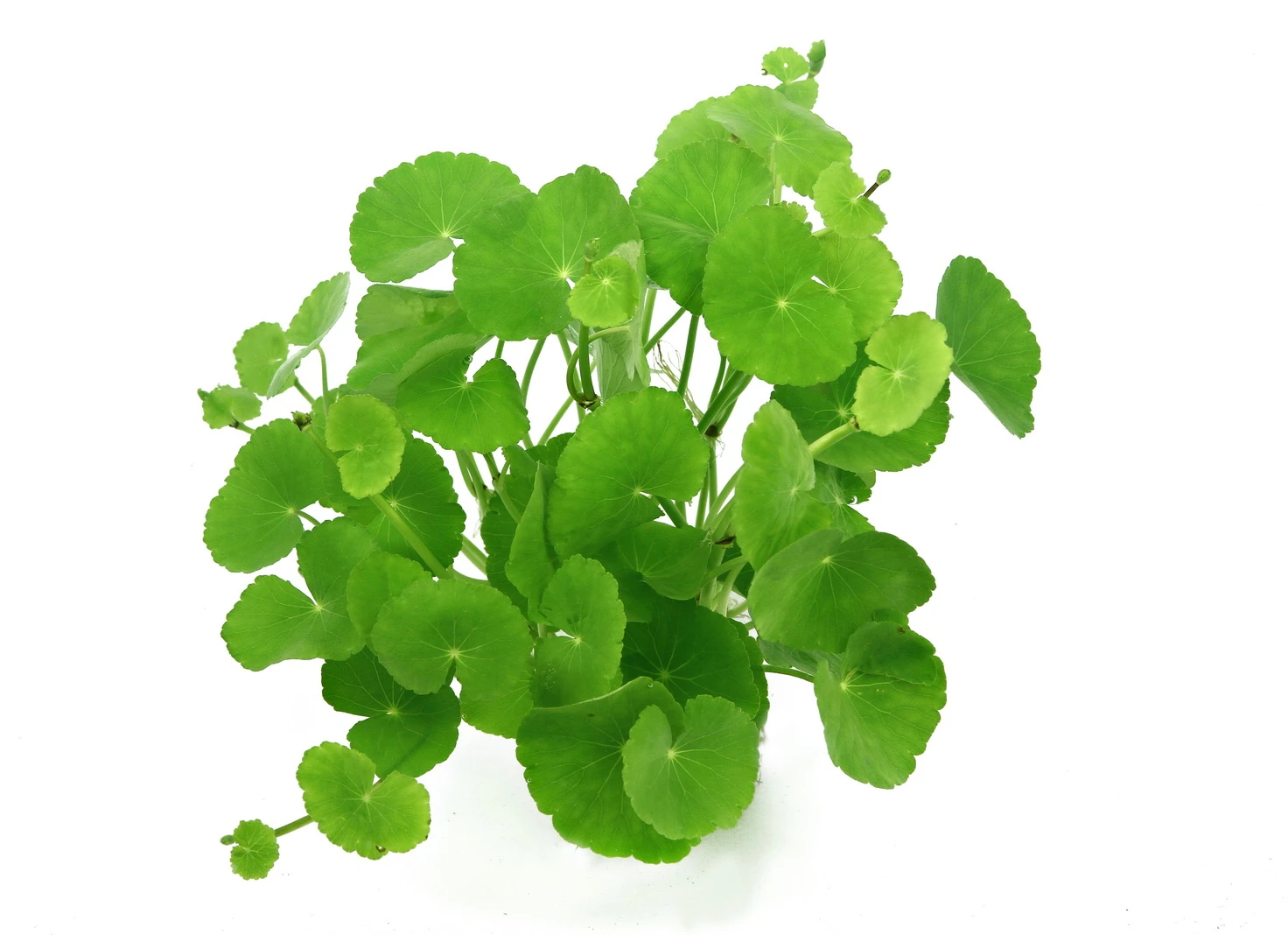 Brasilianischer Wassernabel / Hydrocotyle leucocephala im Topf Brasilianischer Wassernabel / Hydrocotyle Leucocephala Im Topf -Wfw Wasserflora 797DE 1 3