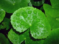 Brasilianischer Wassernabel / Hydrocotyle Leucocephala Im Topf 4 Brasilianischer Wassernabel / Hydrocotyle Leucocephala Im Topf -Wfw Wasserflora 797DE 1 4