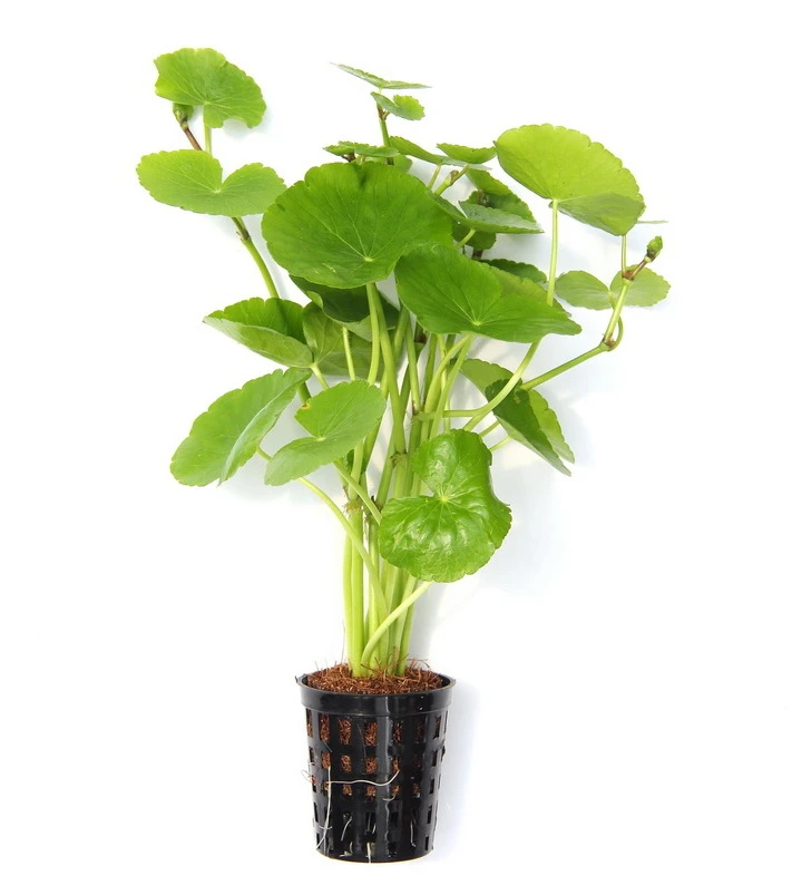 Brasilianischer Wassernabel / Hydrocotyle leucocephala im Topf Brasilianischer Wassernabel / Hydrocotyle Leucocephala Im Topf -Wfw Wasserflora 797DE 1 5