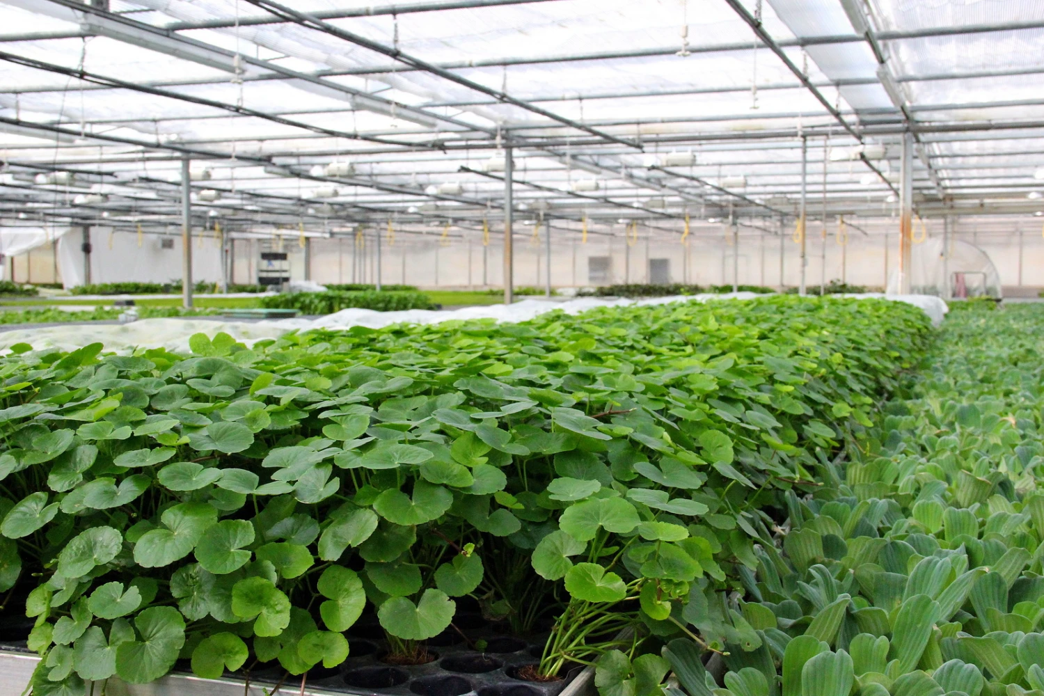 Brasilianischer Wassernabel / Hydrocotyle leucocephala im Topf Brasilianischer Wassernabel / Hydrocotyle Leucocephala Im Topf -Wfw Wasserflora 797DE 1 6