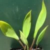 Goldkeule, Gelb / Orontium Aquaticum Im 9x9 Cm Topf -Wfw Wasserflora 830Wo 1 1