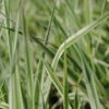 Rohrglanzgras, Weiß-gestreift / Phalaris Arundinacea 'Picta' Im 9x9 Cm Topf -Wfw Wasserflora 850Wo 1 1
