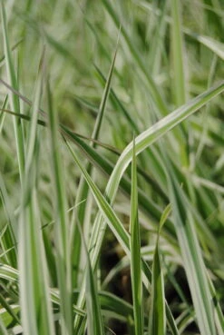 Rohrglanzgras, Weiß-gestreift / Phalaris Arundinacea 'Picta' Im 9x9 Cm Topf