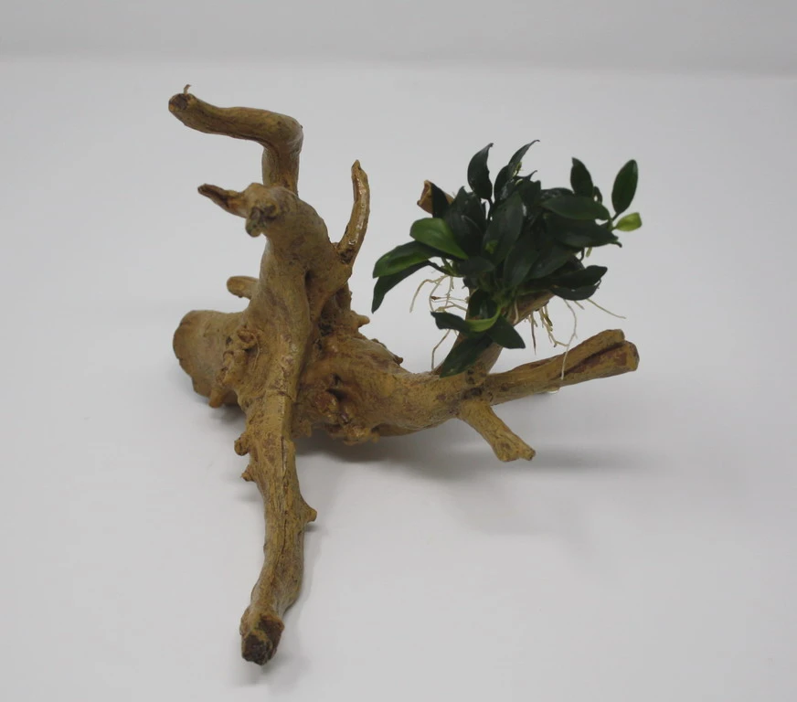 Pangolin-Speerblatt -Spiderwood / künstliche Nano-Moorwurzel mit Anubias 'Pangolino' Pangolin-Speerblatt -Spiderwood / Künstliche Nano-Moorwurzel Mit Anubias 'Pangolino' -Wfw Wasserflora 87871 1wf 1 1
